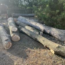 Tree-Removal-and-Sawmill-Services-project-in-Sudlersville-MD 12